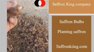 Planting saffron - King Business Company