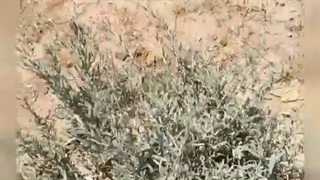 (گیاهان متحمل به شوری و خشکی)