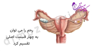 اناتومی و ساختار رحم