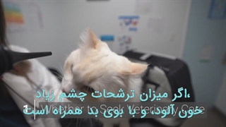 تمیز کردن چشم گربه