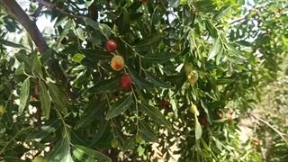 مصرف میوه عناب برای پوست مفید هست؟