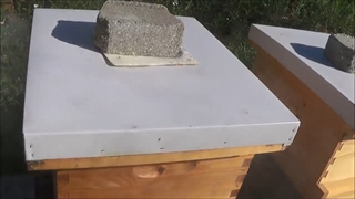 اشتباهات رایج زنبورداران مبتدی