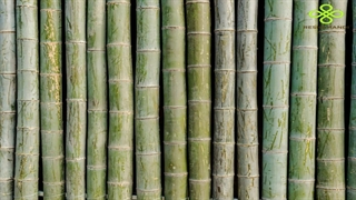 Natural Fabric from the fastest growing woody plant, Bamboo
