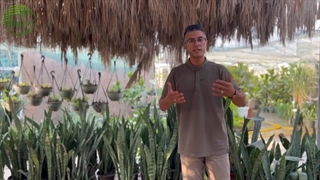 چگونه کمبود غلظت هورمون اکسین را جبران کنیم؟