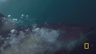 مستند کامل حیوانات اقیانوس