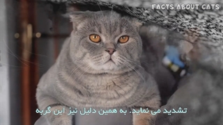 تفاوت بین گربه اسکاتیش و بریتیش