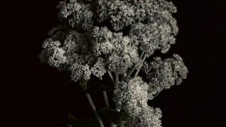 اهنگ هشت بعدیBlack swon