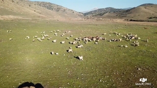 چراگاه گوسفندان