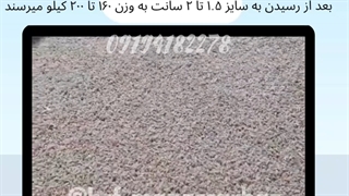 لارو ریز مگس سرباز سیاه