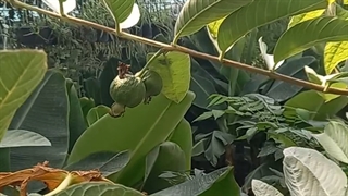 درخت مادری گواوا روبی ایکس در نهالستان و گلخانه فروزانی