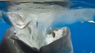 نهنگ های بازار ارزهای دیجیتال