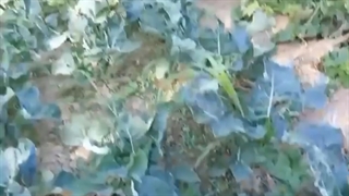 (تاثیر سایبان در حفظ رطوبت و شادابی گیاه)