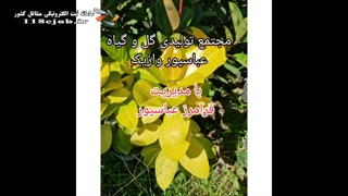 مجتمع تولیدی گل و گیاه عباسپور در محمود آباد