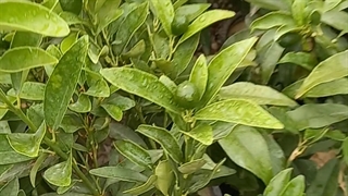 فروش نهال کامکوات باردار سطلی در نهالستان و گلخانه فروزانی