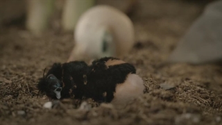 انیمیشن Marcel The Shell With Shoes On 2021 با زیرنویس فارسی