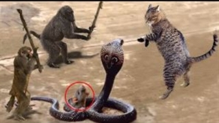 حیات وحش جالب از شکار حیوانات