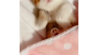 کیوت کی بودی ط¿:)