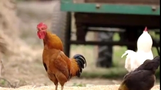 برداشت محصولات تابستانی در شیانگ یانگ