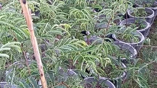 فروش نهال تمر هندی شیرین گلدانی در نهالستان فروزانی