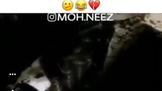 عنکبوت سلام رسان....