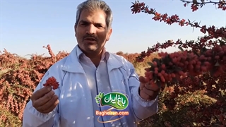 فصل برداشت زرشک تازه چه زمانی هست؟