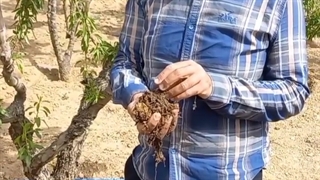 (تاثیر مواد آلی در حفظ رطوبت خاک)