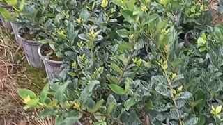 فروش نهال گل یاس هلندی (گلخانه فروزانی)