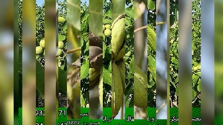 خرید بهترین نهال گردو و نهال بادام از نوین گردو شهریور 1401