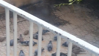 غذا خوردن ۵۰ کبوتر وحشی در کنار ۲۵ کبوتر اهلیم