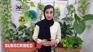 علت و نشونه‌های زرد شدن برگ گل و گیاه