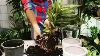 تکثیر آگلونما گل و گیاه آپارتمانی