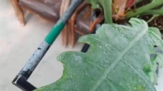 گل و گیاه | علت رزد شده گلها | نحوه کنترل