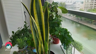 معرفی بهترین گیاهان آپارتمانی به همراه روش نگهداری و تکثیر | بانوی با سلیقه