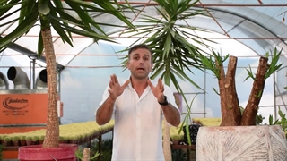 گیاهان آپارتمانی : یوکا و طریقه تکثیر آموزش کامل و جامع