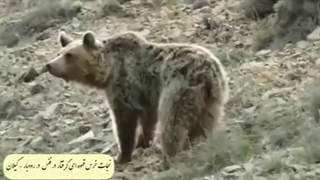 نجات و رهاسازی یک قلاده خرس قهوه ای در گیلان