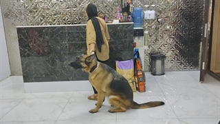 دامپزشکی تهرانسر