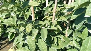 درخت گریپ فروت توسرخ پیوندی در نهالستان و گلخانه فروزانی