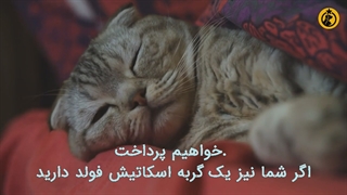 شش نکته درباره گربه های اسکاتیش فولد