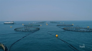 قفس های تولید ماهی سی بس