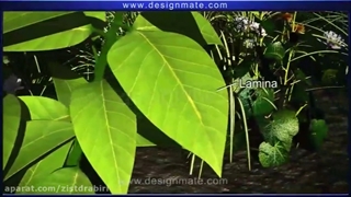 انیمیشن فارسی ساختار گیاهی+ 09044686613 تدریس زیست