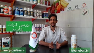 کود k52 پتاس بالا چه فوایدی برای درختان میوه دارد