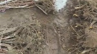 خرید نهال زرشک