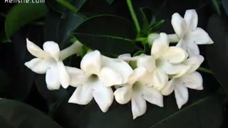 یه روز یه باغبونی یه مرد آسمونی " شادمهر عقیلی