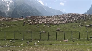 دامپروری سنتی