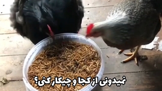 پرورش میل ورم یا سوسک تاریکی