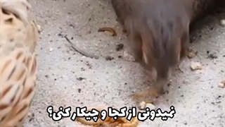دوره آموزش پرورش میل ورم Mealworms