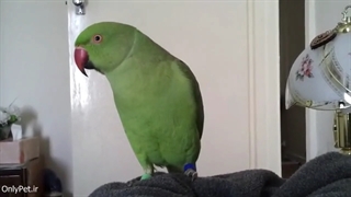 طوطی ملنگو یا بلبل خوش سخن !