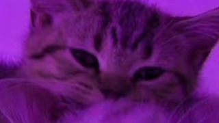 رنگ بنفش دوست داری؟