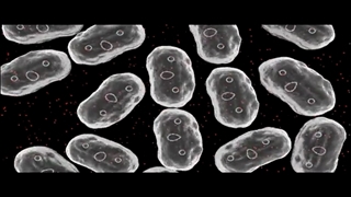 انیمیشن ژنتیک - همسانه سازی+09044686613 پکیج خارق العاده ژنتیک!