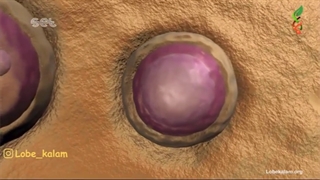 انیمیشن زیست - تولیدمثل! +تدریس خصوصی زیست: 09044686613